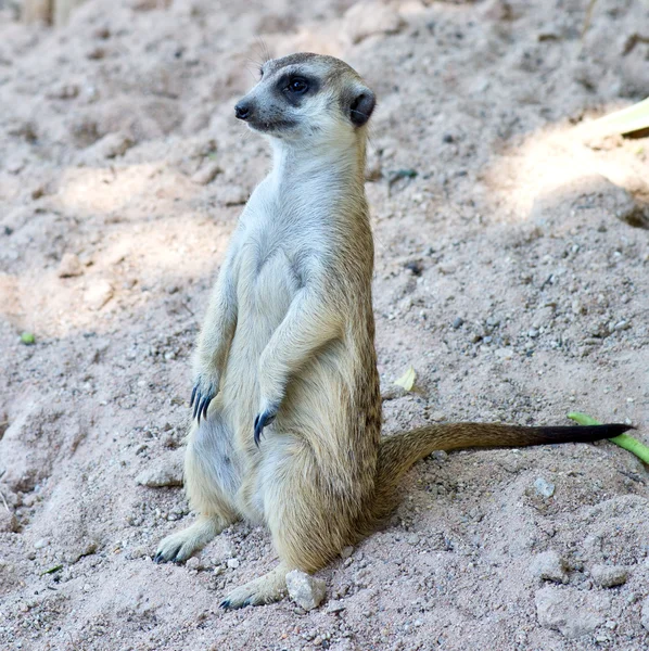 Surikat on sand — Stock Photo, Image