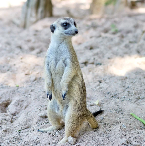 砂の上の surikat — ストック写真