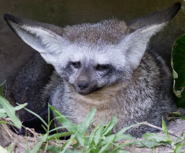 Close up of fennec fox — Stock Photo, Image