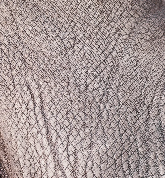 Texture della pelle di Rhino — Foto Stock