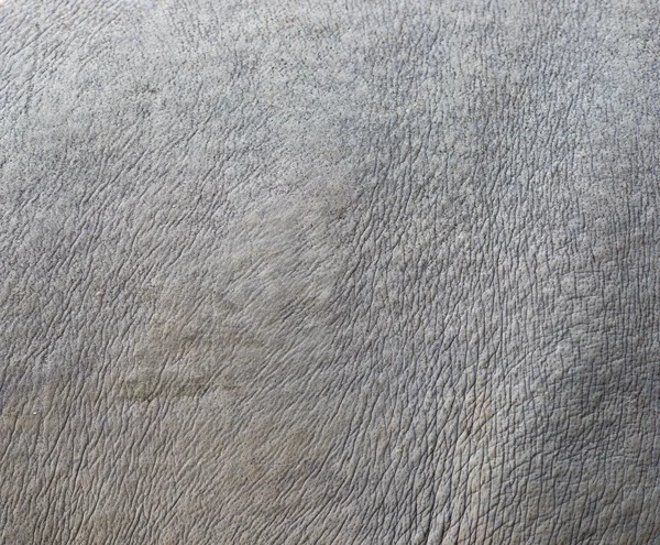 Textur der Haut von Nashörnern — Stockfoto