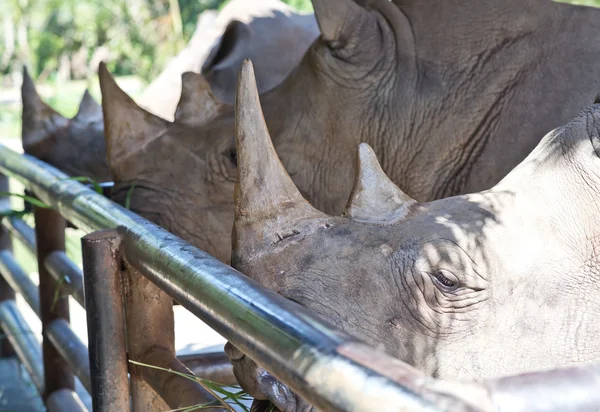 Rhino in the Zoo — Stock Photo, Image