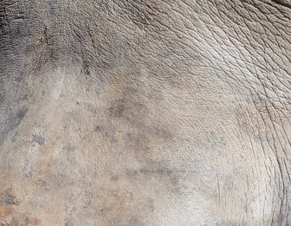 Texture de la peau Rhino — Photo
