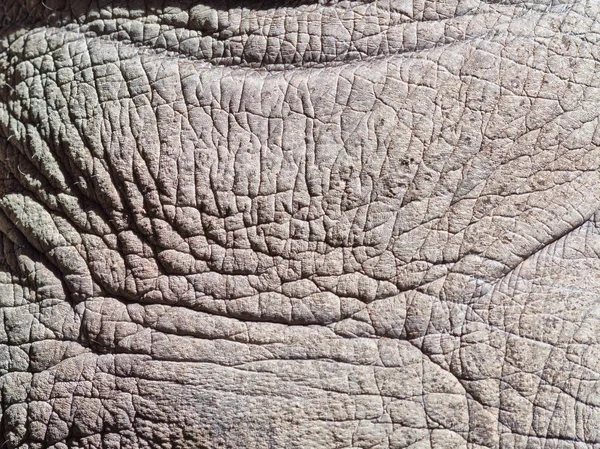 Rhino sfondo della pelle — Foto Stock