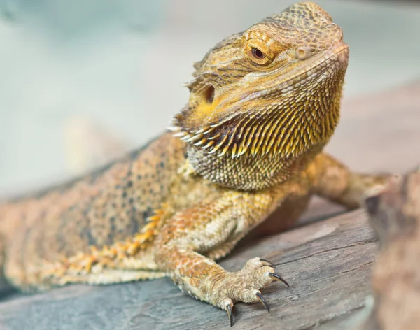 Image of yellow iguana — Stock Photo, Image