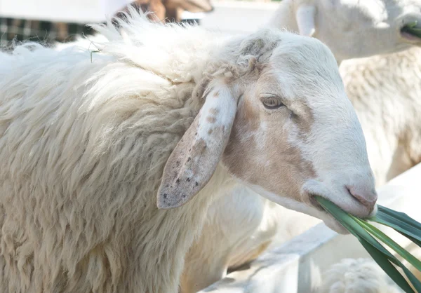 Close up van schapen — Stockfoto