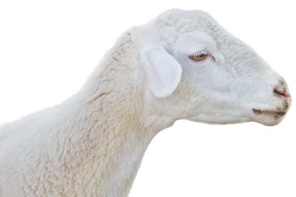 Sheep on white — Stock Photo, Image