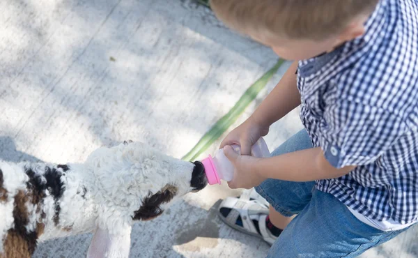 Agnello sveglio d'alimentazione — Foto Stock