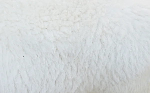 羊ウールの背景 — ストック写真