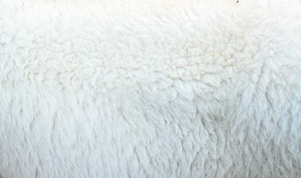 Textura de la lana de la nave — Foto de Stock
