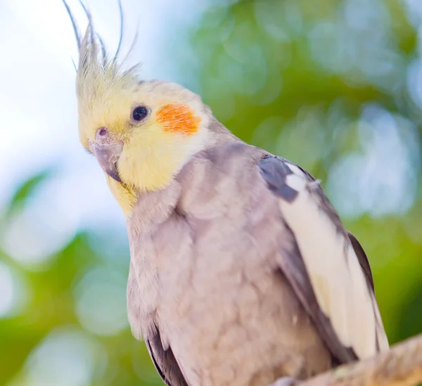 Parrot Nymphicus hollandicus — Stock Photo, Image
