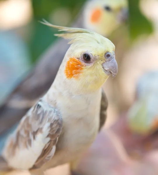 Chiuda in su dei pappagalli — Foto Stock