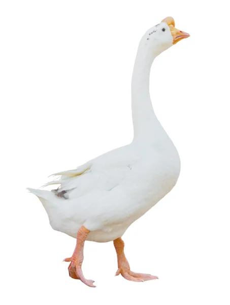 Weiße Gans isoliert — Stockfoto