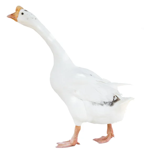 White goose isolated — Stock Photo, Image