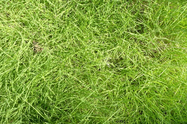 Green grass background — Stock Photo, Image