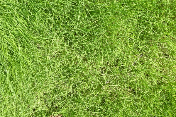 Green grass background — Stock Photo, Image