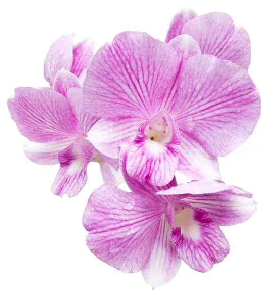 Fiore di orchidea rosa — Foto Stock