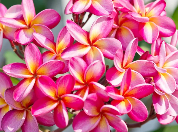 Belles fleurs frangipani — Photo