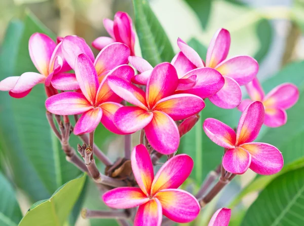 Belles fleurs frangipani — Photo