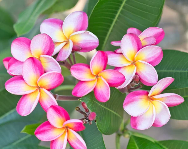 Hermosas flores frangipani —  Fotos de Stock