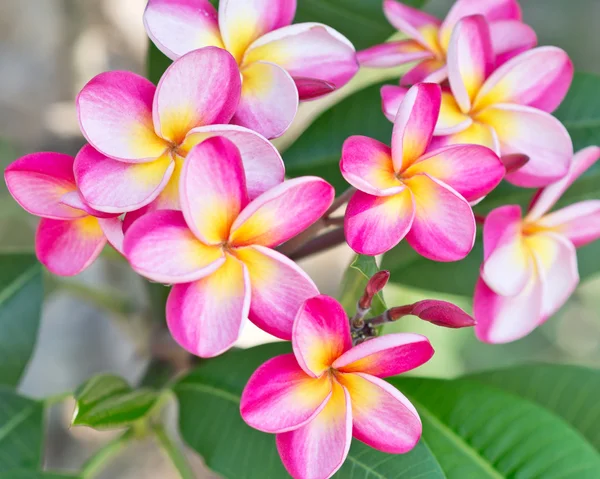 Hermosas flores frangipani — Foto de Stock