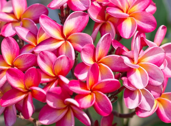 美しいプルメリアの花 — ストック写真