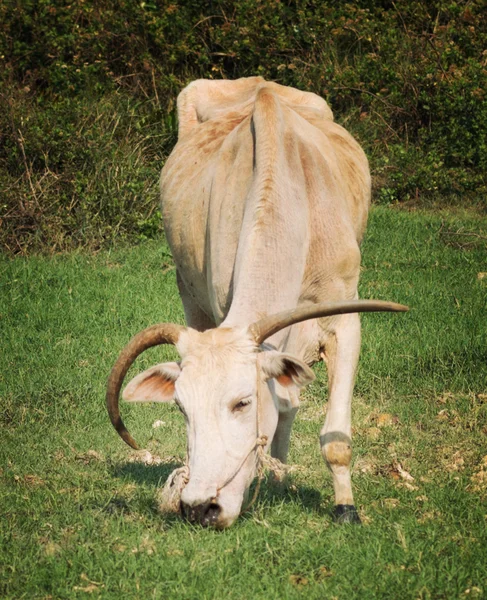 Dlouhé rohaté krávy — Stock fotografie