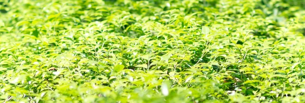 Green leaves background — Stock Photo, Image