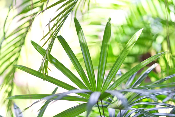 Tropische Blätter Hintergrund — Stockfoto
