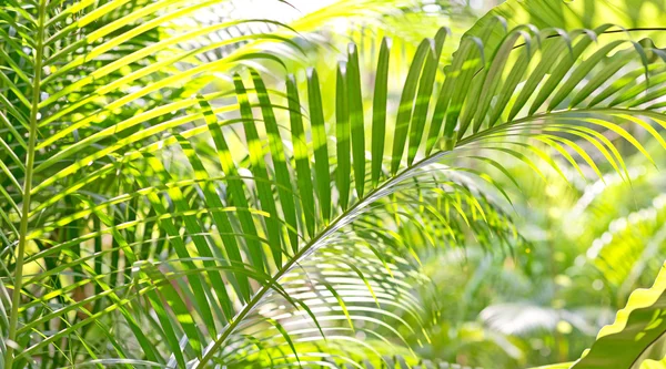 Foglie tropicali sfondo — Foto Stock