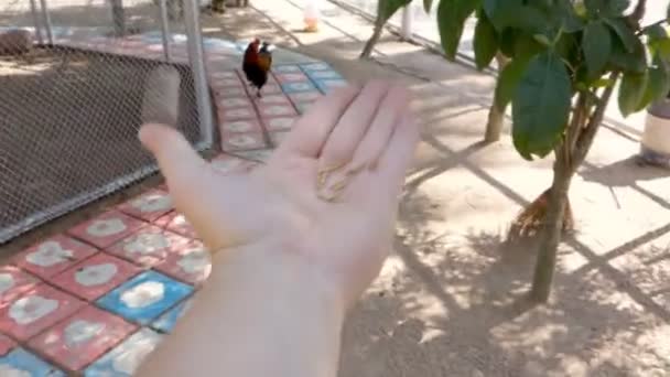 Hand met papegaaien, eten vogels. — Stockvideo