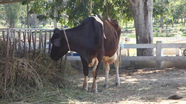 Vache manger du foin dans l'étable. Séquence Vidéo Libre De Droits