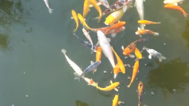 Laghetto koi carpa — Video Stock