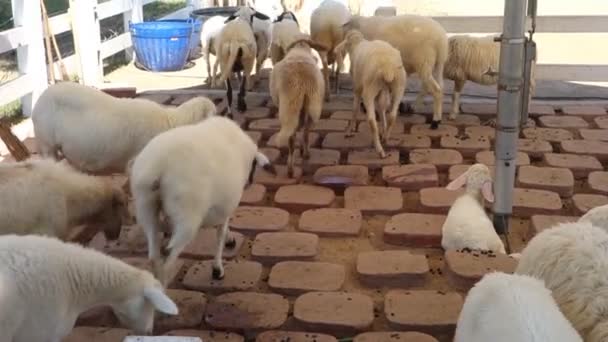 Stádo ovcí na farmě — Stock video
