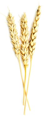 Beyaz buğday kulaklara
