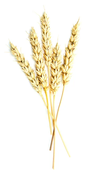 Espigas de trigo sobre blanco —  Fotos de Stock