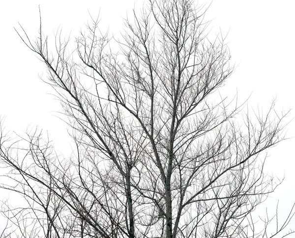 Árbol sin hojas — Foto de Stock