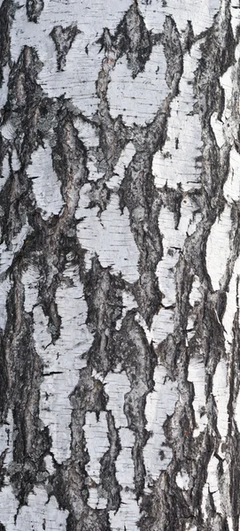 Textura da casca de bétula — Fotografia de Stock