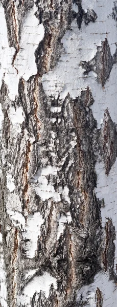 Textura da casca de bétula — Fotografia de Stock