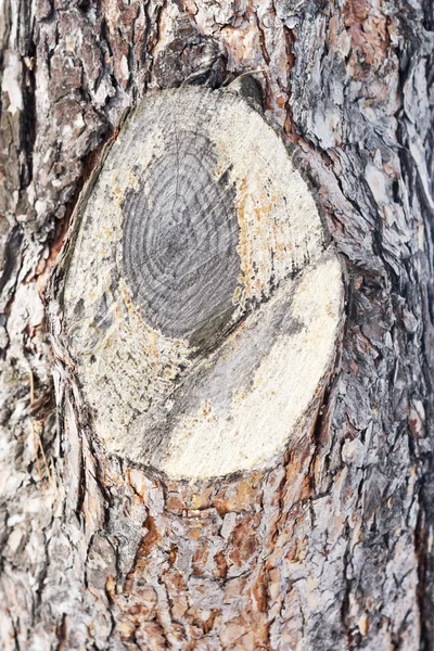 Textura da casca de pinheiro — Fotografia de Stock