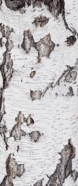 Birch bark fundo — Fotografia de Stock