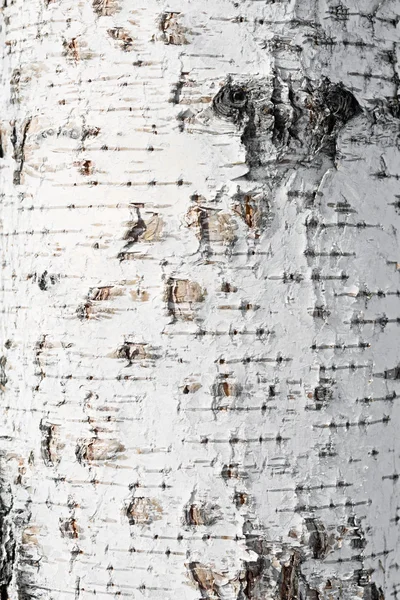 Birch bark fundo — Fotografia de Stock