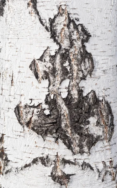 Birch bark background — Stock Photo, Image