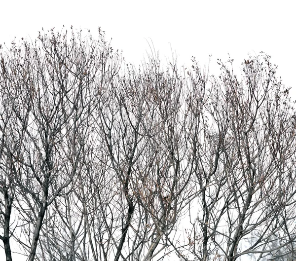 Árboles sin hojas — Foto de Stock