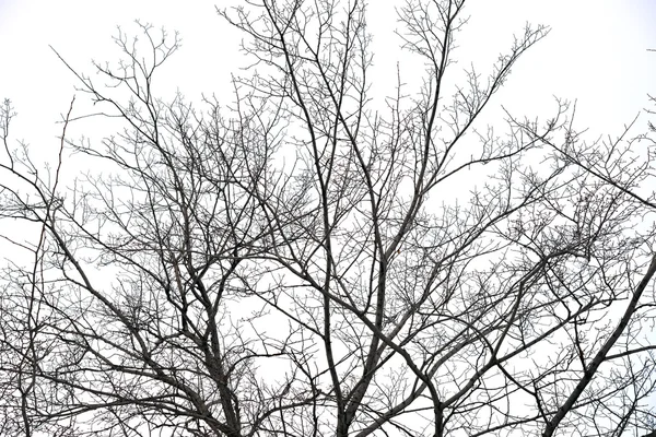 Árboles sin hojas — Foto de Stock