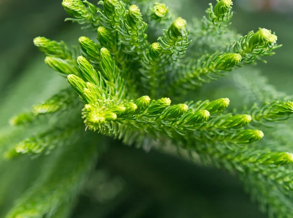 Close up van norfolk pine — Stockfoto