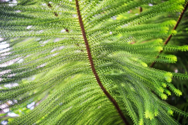 A norfolk pine közelről — Stock Fotó