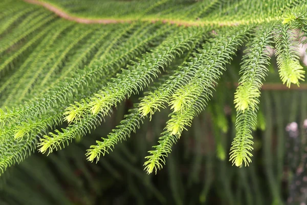 Close-up de pinho de norfolk — Fotografia de Stock