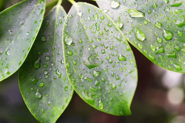 Draindrops em folhas — Fotografia de Stock