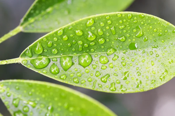 Draindrops on leaf — Stock Photo, Image